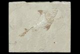 Fossil Crusher Fish (Coccodus) - Hjoula, Lebanon #70328-1